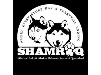 Siberian Husky Alaskan Malamute Rescue Of Qld Inc Shamroq Petrescue