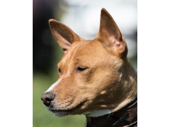 Basenji Breed Network Australia Limited