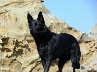 Onyx Rescue