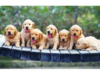 A1 Wheatbelt Dog Rescue Inc Petrescue
