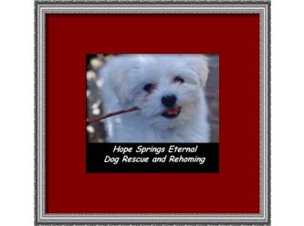 Hope Springs Eternal Dog Rescue & Rehoming
