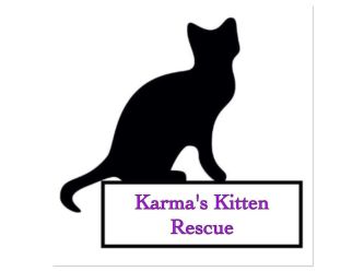 Karma's kitten and K9 rescue