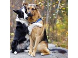 Midcoast DOG RESCUE Inc.