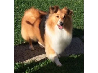 rockstar shelties