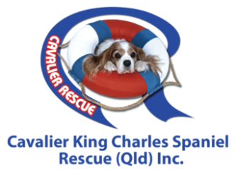 king charles spaniel rescue