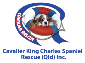 cavalier king charles spaniel rescue dallas texas