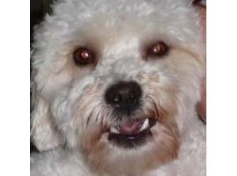 Sammy Rehomed Best Friends Animal Rescue Perth