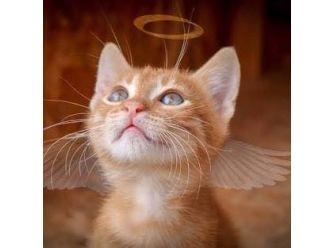 Kobe’s Angel’s Cat Rescue
