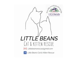 Little beans cat and kitten rescue 