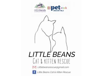 Little beans cat and kitten rescue 