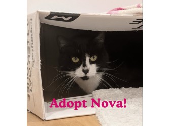 Sutherland Shire Council Animal Shelter