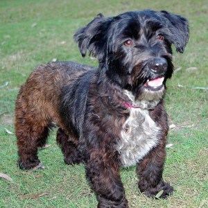 No photo for Beautiful Natured Teddy Bear (Max)