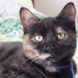 No photo for Jasmin * Foster Or Adopt
