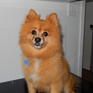 No photo for Rusty
