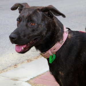 No photo for Peggy **Foster Or Adopt**