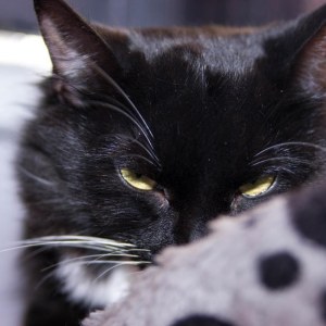 No photo for Delilah