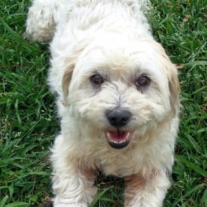 No photo for Tommy Has Been Adopted <3