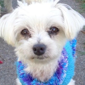 No photo for Millie Has Been Adopted <3 <3