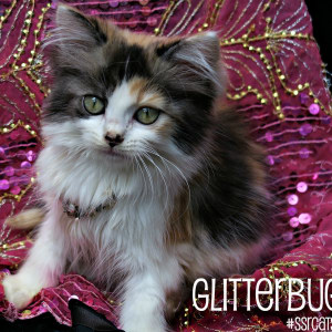 No photo for Glitterbug