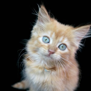 No photo for Kittens :)