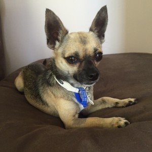 No photo for Rex ~ Chihuahua