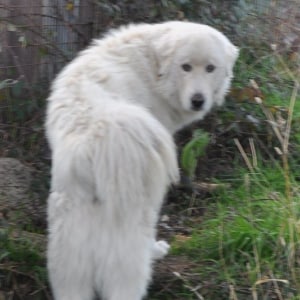 No photo for Snowy