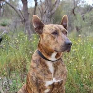 No photo for Alfie **Foster/Adopt**