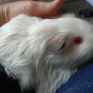 No photo for Fantasia Buddy Cutie Pie