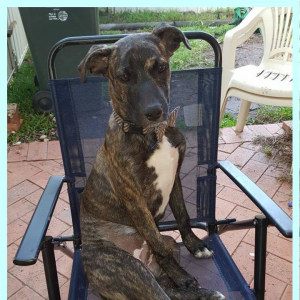 No photo for Trigger ~ Staffy X, Puppy 7 Months Old