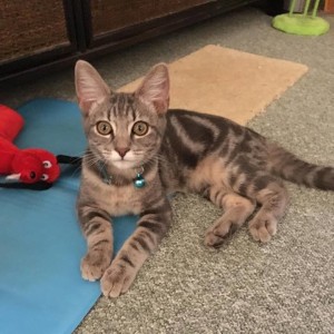 No photo for Mr Meowgi