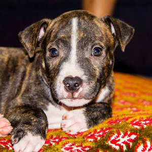 No photo for Lucas ~ Cute Staffy X Puppy