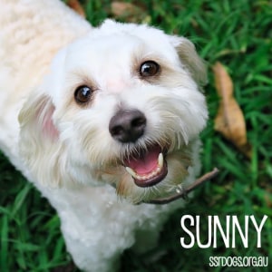 No photo for Sunny