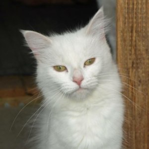 No photo for Angel Adoption Fee $65
