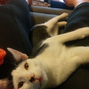 No photo for Sylvester