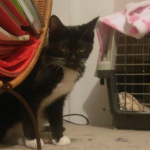 No photo for Archy