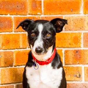 No photo for Heath ~ 4yo Border Collie X