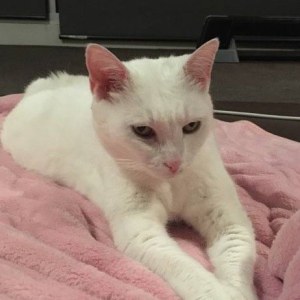 No photo for Tinkerbell Located In St. Kilda East