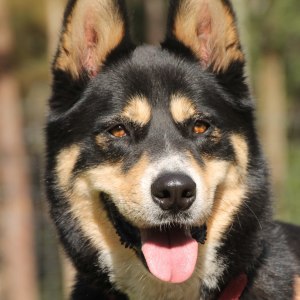 No photo for Diego ~ Husky X Kelpie