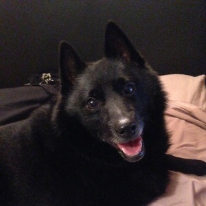 No photo for Johnny ~ 8yo Male Schipperke