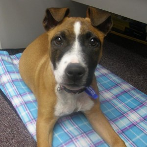 No photo for Alice ~ Female Boxer X Staffy Puppy