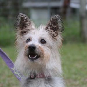 No photo for Liddy ~ 11.5 Yo Silky Terrier X