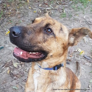 No photo for Heavenly Hirrani Tigerlilly ~ Wolfhound X Puppy