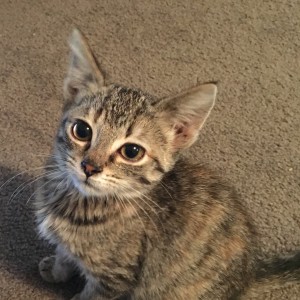 No photo for Cleo