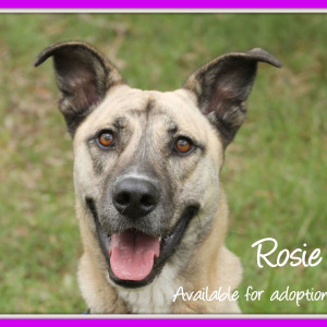 No photo for Rosie ~ Mastiff X