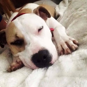 No photo for Nala ~ Staffy X