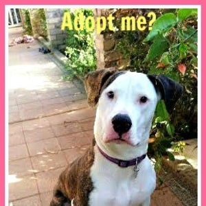 No photo for Millie ~ Great Dane X