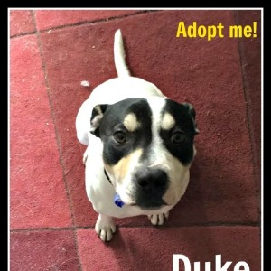 No photo for Duke ~ 1yo Staffy X