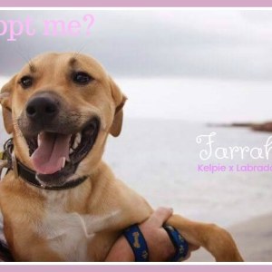 No photo for Farrah ~ Kelpie X Labrador