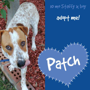 No photo for Patch ~ 10mo Staffy X Boy