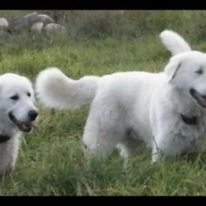 No photo for Maremma Sheepdogs